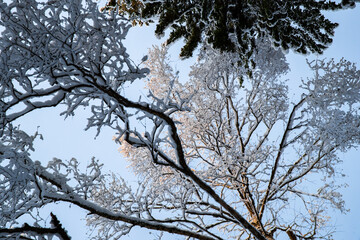 Winter tree tops viewed looking up at sunset. Bottom view trees. Blue sky. Trunks of larches. Forest abstract background.