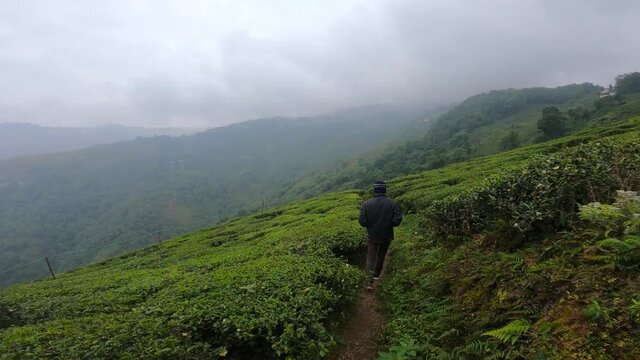 young man walking in the tea garden of tea estates in darjeeling, india. vast green patches of tea plantation on green hills.