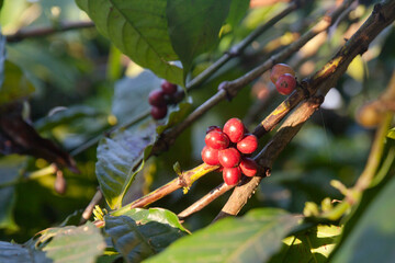 Coffee Plant. Red coffee beans on a branch of coffee tree. Branch of a coffee tree with ripe fruits