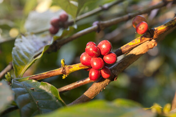 Coffee beans ripening, fresh coffee,red berry branch, industry agriculture