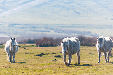 Welsh Mountain Ponies on hill above Merthyr Tydfil