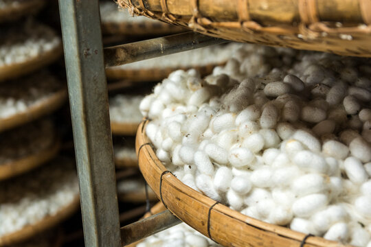 cotton factory