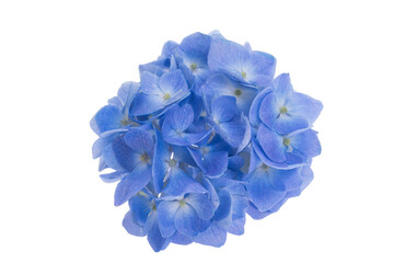 blue hydrangea flower isolated