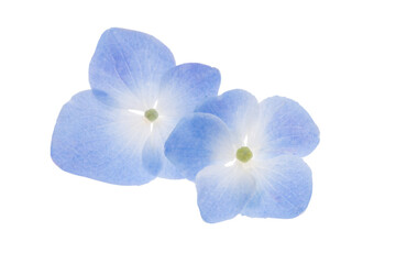 Fototapeta na wymiar blue hydrangea flower isolated