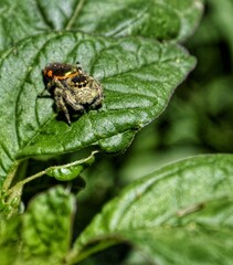 macro of a fly