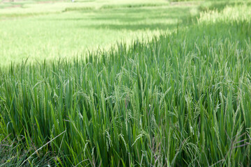 green rice field