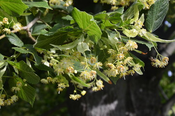 flowers blossoming tree linden wood, used for the preparation of healing tea, natural background, spring.
