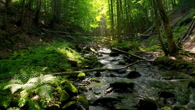 Mountain river flows in a deep magical forest. Sun rays make their way through the crowns of green trees, illuminating water cascades.