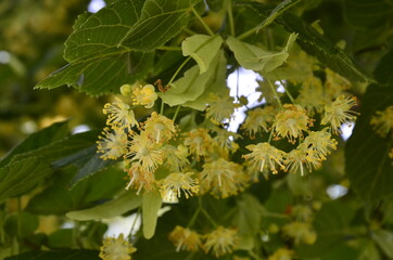 flowers blossoming tree linden wood, used for the preparation of healing tea, natural background, spring.