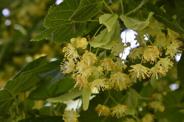 flowers blossoming tree linden wood, used for the preparation of healing tea, natural background, spring.