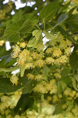 flowers blossoming tree linden wood, used for the preparation of healing tea, natural background, spring.