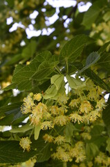 flowers blossoming tree linden wood, used for the preparation of healing tea, natural background, spring.