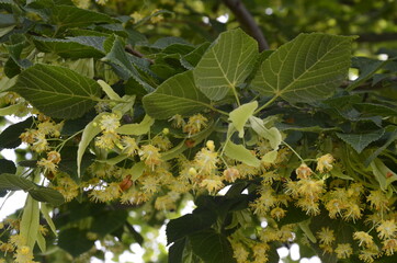 Obraz premium flowers blossoming tree linden wood, used for the preparation of healing tea, natural background, spring.