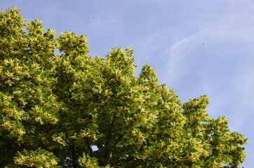 Obraz premium flowers blossoming tree linden wood, used for the preparation of healing tea, natural background, spring.