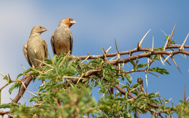 Red-headed Finch pair in the Kgalagadi