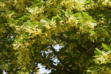 flowers blossoming tree linden wood, used for the preparation of healing tea, natural background, spring.