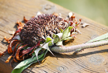 Drying Sunflower