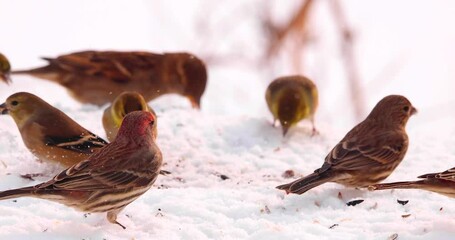 Red and yellow finches eating bird seed in fresh snow. This is bright, highly detailed, exceptional footage, shot in 4K 120 frames per second. Birds move very fast, they are wonderful to observe in sl