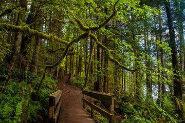 Wooden bridge and path in a mysterious forest with trees covered with green moss