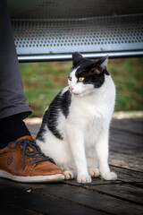 Katze Madeira