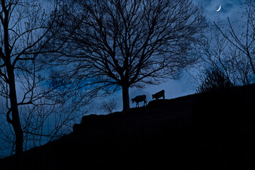Moon in the Sky and Silhouette of Cattle and Tree
