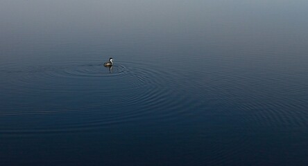 Fototapeta premium Bird in the calm