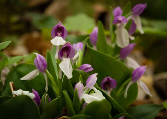 Showy Orchid, Great Smoky Mountains