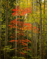 Fall in Great Smoky Mountains
