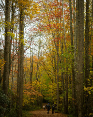 Fall in Great Smoky Mountains