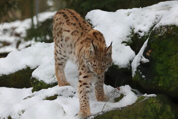 Luchs