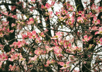 Dogwood
