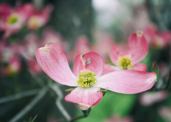 Dogwood