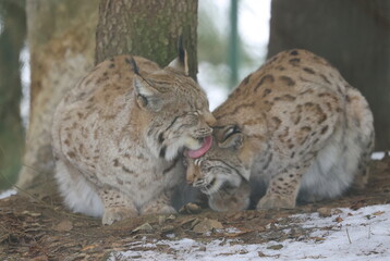 Luchs
