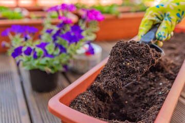 Spring planting of flowers in flower pots. Planting flowers in a sunny garden. Spring gardening concept