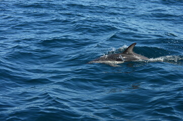 El Delfin, Chubut Patagonia Argentina
