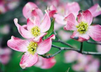 Dogwood