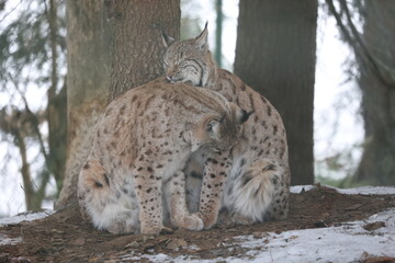 Luchs
