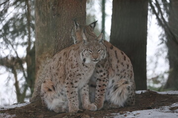 Luchs