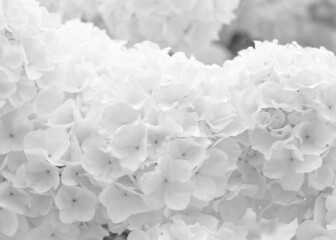 White Flowers