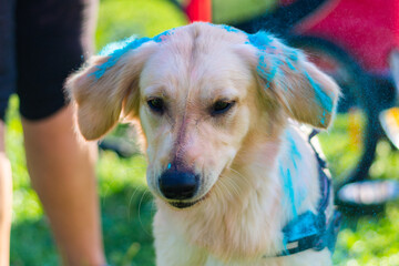 Pies na Festiwalu Kolorów Holi. Indyjskie święto z kolorowym pudrem, Polska
