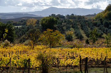 Obraz premium View on hills of Val d'Orcia, autumn on vineyards near wine making town Montalcino, Tuscany, rows of grape plants after harvest, Italy