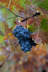 Fototapeta premium Autumn on vineyards near wine making town Montalcino, Tuscany, ripe blue sangiovese grapes hanging on plants after harvest, Italy