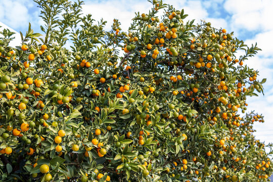 Orange and green kumquat fruit growing on a tree