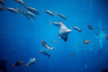 Underwater landscape with wildlife and a stingrays.Fish swimming in aquarium