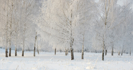 birch grove on a frosty winter day