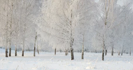 Foto op Plexiglas Berkenbos berkenbos op een ijzige winterdag