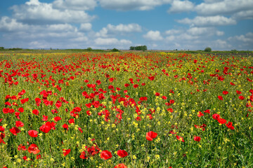Fototapeta na wymiar meadow with poppies and wild flowers and blue sky in springtime