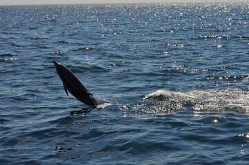 Fototapeta premium Salto del delfín, Puerto Madrin Argentina