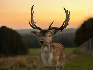 A Eurasian dam deer with branched palmate antlers, with white-spotted reddish-brown coat in the sunset