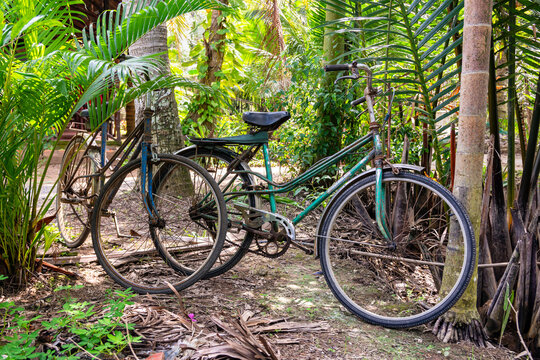 old bicycle in the palm garden